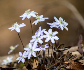 close up of pale purple hepatica wildflower in spring woodland