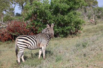 Steppenzebra / Burchell's zebra / Equus burchellii