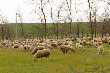 A herd of goats and sheep.  Animals graze in the meadow. Mountain pastures of Europe.