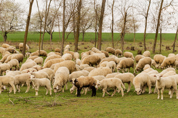 Obraz premium A herd of goats and sheep. Animals graze in the meadow. Mountain pastures of Europe.