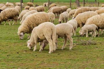 A herd of goats and sheep.  Animals graze in the meadow. Mountain pastures of Europe.