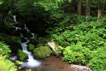 新緑の滝と渓流