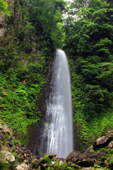 Fototapeta premium 新緑の滝