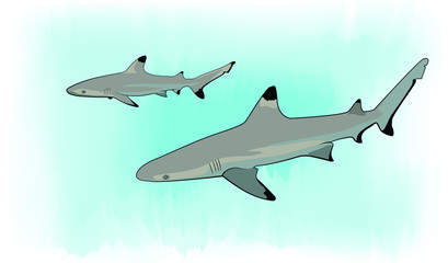 Fototapeta premium Blacktip Reef Sharks 