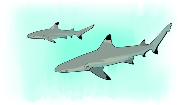 Blacktip Reef Sharks 