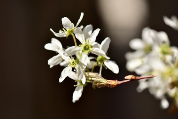 満開のジューンベリーの花