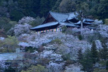 Fototapeta na wymiar 満開の桜と寺，長谷寺