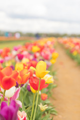 Fototapeta premium Flower beds with colorful tulips - Image