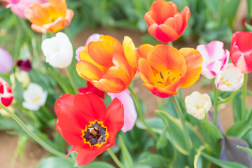 Flower beds with colorful tulips - Image