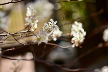 満開のジューンベリーの花