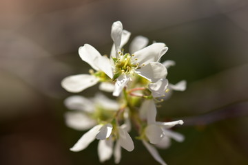 満開のジューンベリーの花