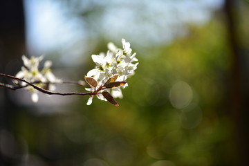 満開のジューンベリーの花