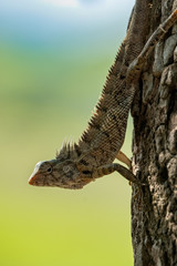 Changeable Lizard (Calotes versicolor), Yala National Park, Sri Lanka
