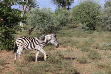 Steppenzebra / Burchell's zebra / Equus burchellii
