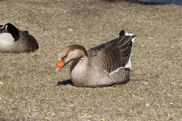 goose on water