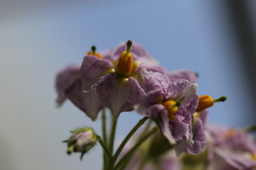 Potato flower