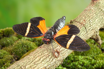 Cicada : Orange stripe butterfly-wings cicada (Tosena paviei) is a cicada species from southeast...