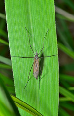 Insect daddy-long-legs 3