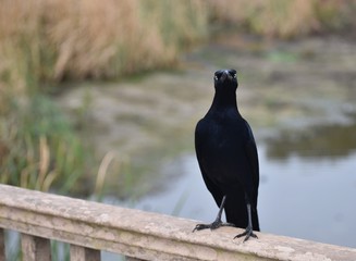 Indignant grackle looking at camera, sitting on wooden railing with water and foliage in the background,, with a funny expression with lots of attitude. Good for a meme.