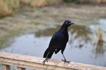 Indignant and suspicious grackle looking at camera, standing on a wooden railing, with a funny expression with lots of attitude. Good for a meme.