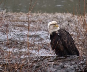 Sick, possibly injured, old bald eagle sitting on a log near a river in British Columbia, Canada. Feathers are dirty, ragged and ruffled, bird appears in distress. Brown branches in background.