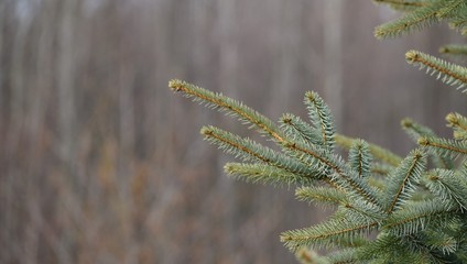Spruce tree branches, green and brown, with out of focus background of brown trees. Room for copy. Peaceful, natural, serene theme.