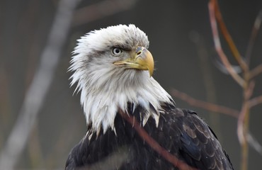 Sick, possibly injured, old bald eagle sitting on a log near a river in British Columbia, Canada. Feathers are dirty, ragged and ruffled, bird appears in distress. Brown branches in background.