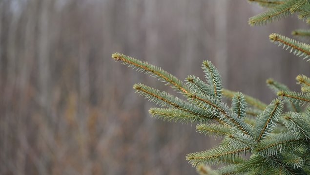 Spruce tree branches, green and brown, with out of focus background of brown trees. Room for copy. Peaceful, natural, serene theme.