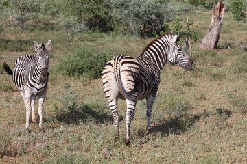 Obraz premium Steppenzebra / Burchell's zebra / Equus burchellii