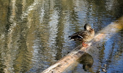 Female mallard duck standing on a log in a pond in the spring with green blue water as background. Ripples in water look like impressionist painting.  Peaceful and serene.