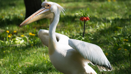 Pelikan, pelikany, pelikanowate, Pelecanidae, Pelecaniformes