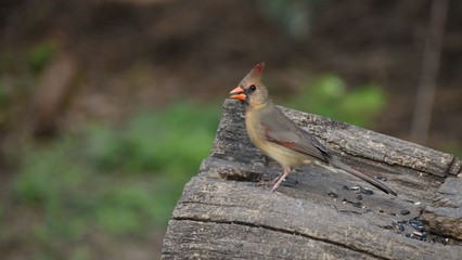 Brown female cardinal perched on a stump eating a sunflower seed. Room for text against a green leafy background.