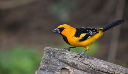 Colorful golden Altamira Oriole looking to the left, standing on a wooden stump,  seen at the National Butterfly Center in McAllen, Texas. Background is green trees and is out of focus.