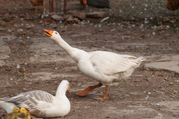 White goose with yellow cubs in the yard.Domestic animal