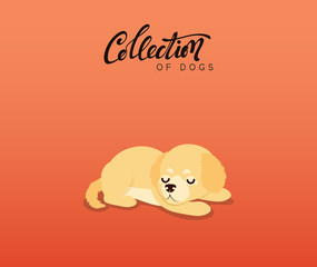Cute dogs labrador and golden retriever. Flat animal cartoon character