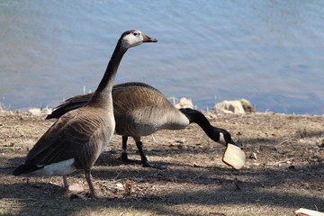 Canadian geese by the lake 