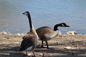 canada canadian geese