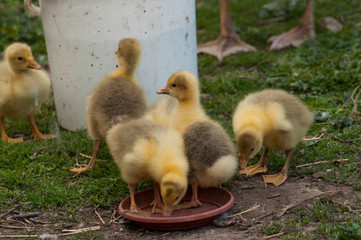 Yellow goose cubs drink water in the yard.Little domestic animal