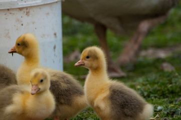 Yellow goose cubs drink water in the yard.Little domestic animal