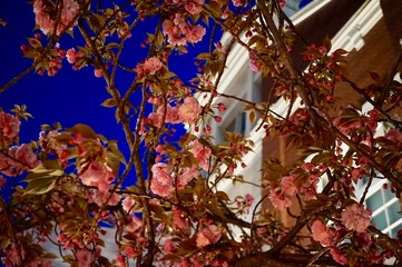 大阪の造幣局の夜の桜，通り抜け