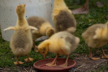 Yellow goose cubs drink water in the yard.Little domestic animal