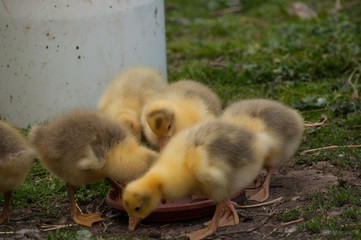 Yellow goose cubs drink water in the yard.Little domestic animal