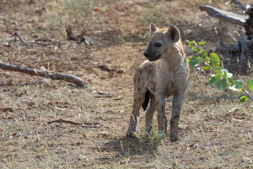 Tüpfelhyäne / Spotted Hyaena / Crocuta crocuta.