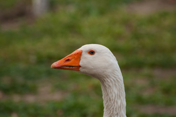Adult white goose in the yard.Domestic animal