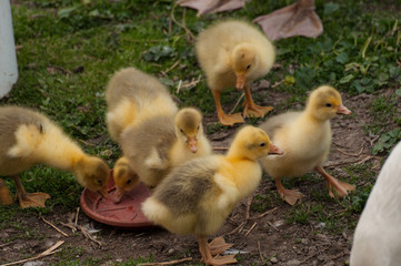 Yellow goose cubs drink water in the yard.Little domestic animal