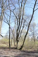 långholmen, stockholm, nature, trees, water, blue sky.