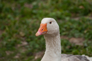 Adult white goose in the yard.Domestic animal