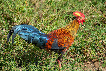 Fototapeta premium Sri Lankan Junglefowl (Gallus lafayettii). Yala National Park, Sri Lanka