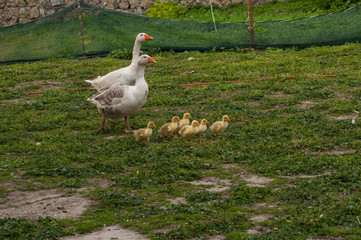 White goose with yellow cubs in the yard.Domestic animal