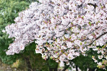 日本の春の満開の桜の花